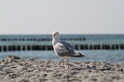 Foto Strand Zingst